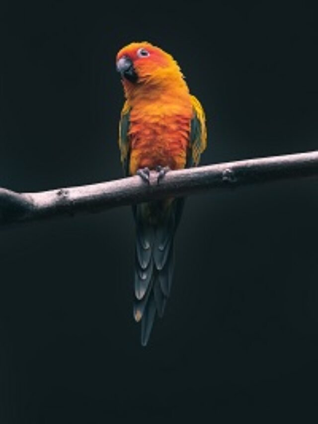 Quiz: कौन सा पक्षी अपने पैर कभी जमीन पर नहीं रखता है?