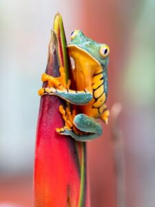 koun-sa-janwar-hai-jise-mout-ki-jankari-pahle-ho-jati-hai