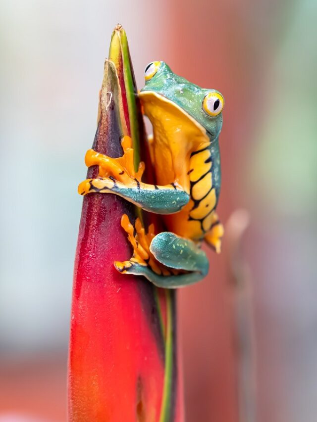 Quiz: कौन सा जानवर है जो अपनी मौत के समय को पहले ही जान जाता है?