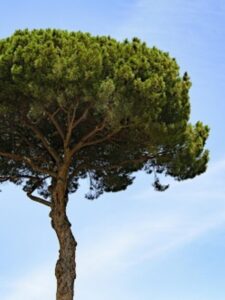 wo-koun-sa-ped-katne-par-khoon-nikalta-hai