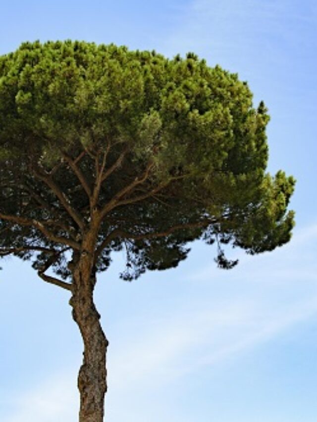 Quiz: बताइये वो कौन सा पेड़ है, जिसे काटने पर खून निकलता है?