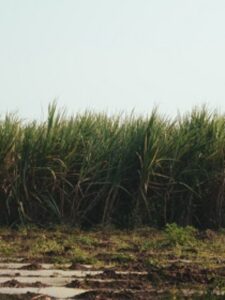 kis-desh-me-ganna-rashtriye-ped-hai