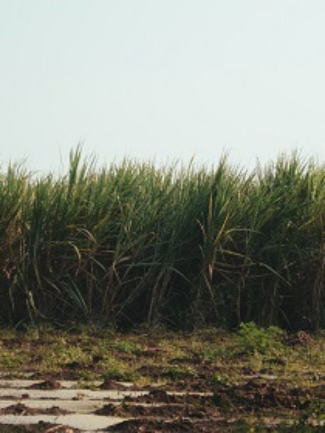 किस देश का गन्ना राष्ट्रीय पेड़ है यह अधिकांश लोगो को नहीं मालूम होगा।