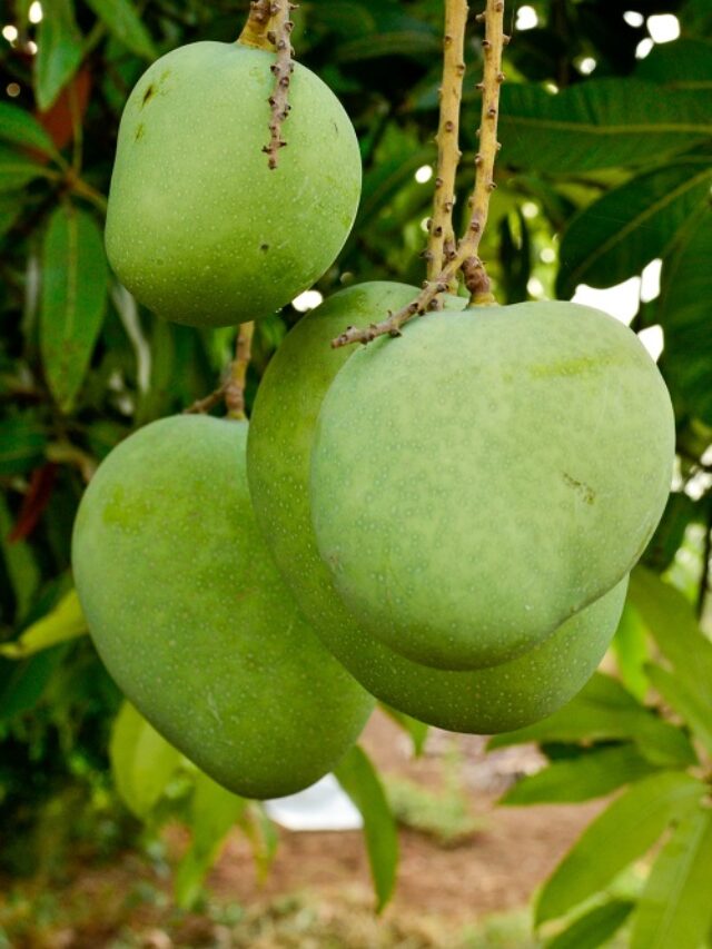 क्या आपको पता है कच्चे आम में कौन सा विटामिन पाया जाता है?